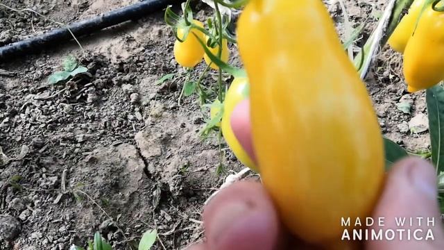 Томат Желтый Банан смотреть онлайн