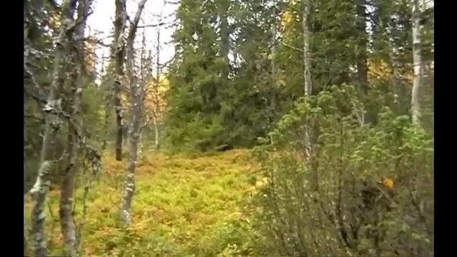 Большой лось на охоте с лайками, так тоже бывает смотреть онлайн