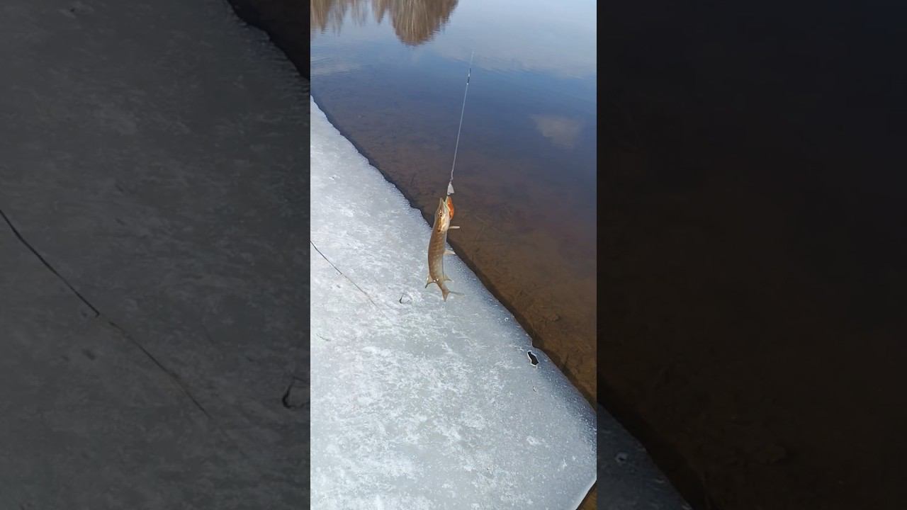 Весенняя рыбалка на спиннинг. Щука обхитрила рыбака!)) #рыбалка #shorts #fishing смотреть онлайн