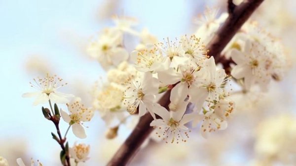 Музыка ? для релаксации. Сакура. Music for relaxation. Sakura.