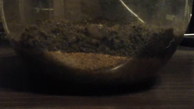 Вечный терариу без растений в банке смотреть онлайн