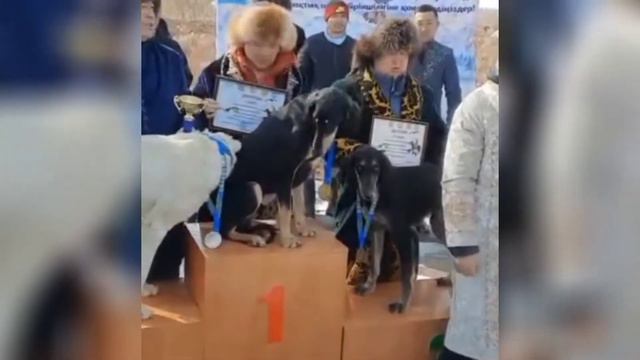 карачаевская порода лошадей в казахстане в качестве приза смотреть онлайн