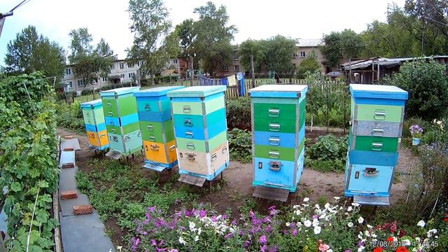 Медосбор 2018. Карника F1 на Южном Урале. смотреть онлайн