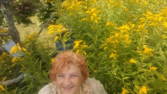 Цвет настроения - солнечный. Желтый цвет в моем саду. смотреть онлайн