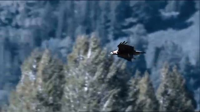 Разгневанный отец отвел своих детей в темный лес и оставил их. Потом появился ворон...