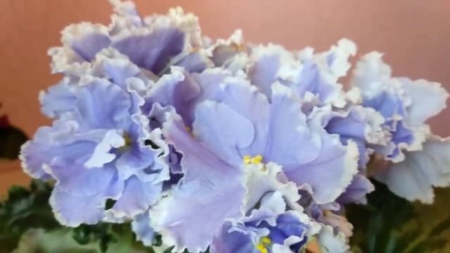 Фиалки. Мои стандарты и мини сорта. смотреть онлайн