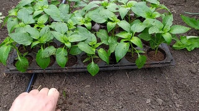 КОРНЕ СТИМУЛЯТОР Radifarm ДЛЯ НАРАЩИВАНИЯ КОРНЕВОЙ СИСТЕМЫ ЛЮБОЙ РАССАДЫ 2021 смотреть онлайн
