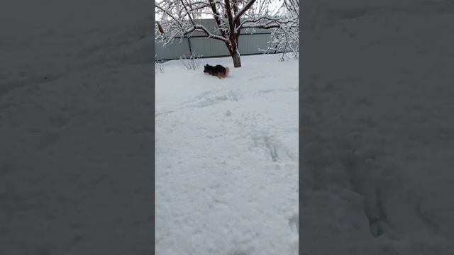 Он ждал этого всю неделю #немецкаяовчарка #собака #берендей #мороз #снег #зима2023 #зима #дача смотреть онлайн