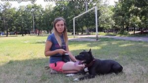 Как накачать мышцы собаке? Тренировка стаффорда без вреда для здоровья!