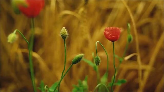 Пою о Боге я! смотреть онлайн