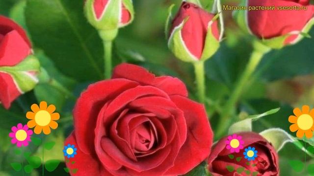 Роза спрей Рубикон. Краткий обзор, описание характеристик, где купить саженцы rosa Rubicon смотреть онлайн