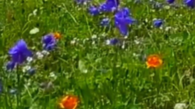 Я любил одну милую... смотреть онлайн