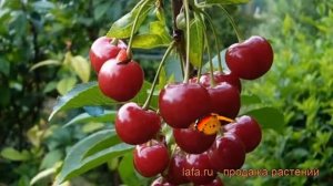 Вишня обыкновенная Морозовка (prunus cerasus morozovka) ? обзор: как сажать, саженцы вишни Морозовк