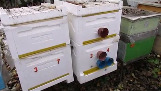 ответы на вопросы - когда я начинаю убирать пчел в зимовник и почему