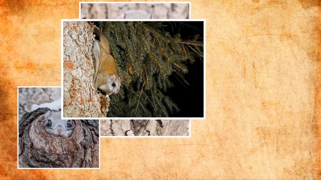 Белка летяга