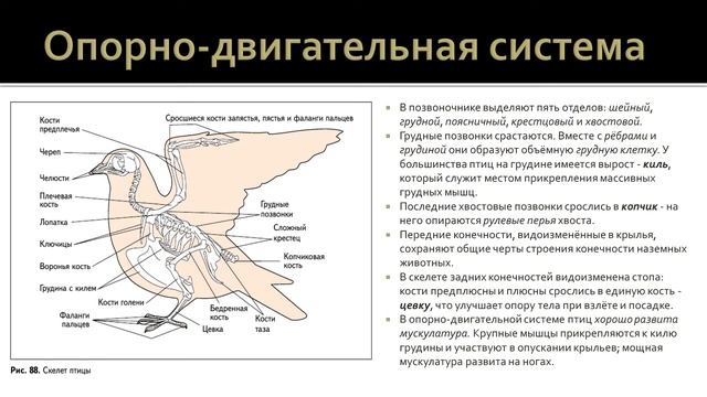 Биология 7 класс. Урок 32 смотреть онлайн