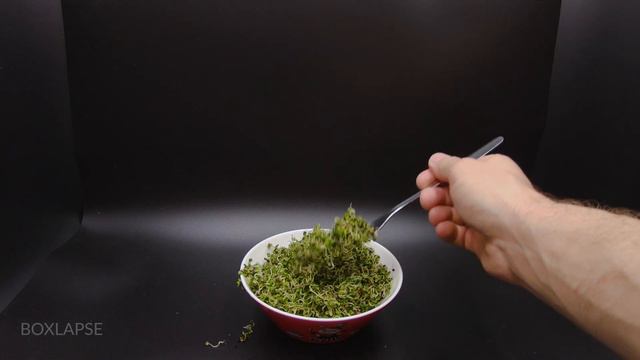 Growing Plants Time Lapse Compilation #3 - 73 Days Of Growing In 2 minutes смотреть онлайн
