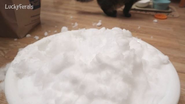 How Inside Cats Play With Snow смотреть онлайн