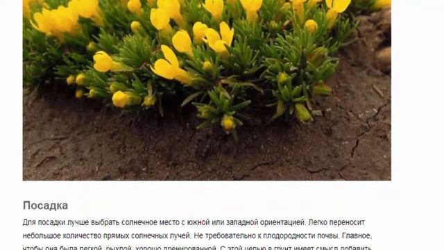 Виталиана Красивые растения для дома и сада смотреть онлайн