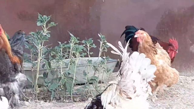 Купил новых петухов🐓 смотреть онлайн
