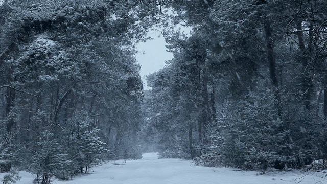 Ludo Mariën - L’INVERNO - WINTER - The four seasons - Antonio Vivaldi - accordion -Classical music смотреть онлайн