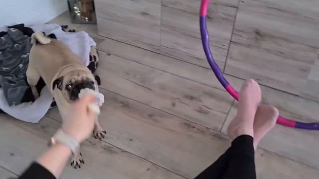 Mops bekommt Dog Rope Toy Kurt Hundespielzeug смотреть онлайн