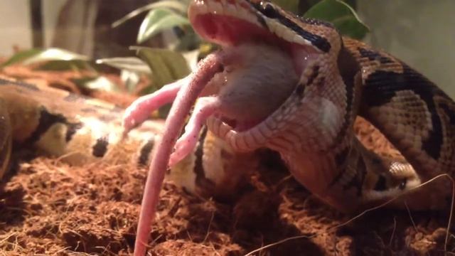 Snake eat mouse смотреть онлайн