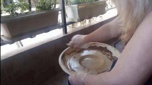 Как удалить налет с поддона цветочного горшка