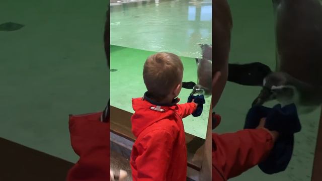 Милана нашла общий язык с пингвином в Новосибирском зоопарке 2023 смотреть онлайн