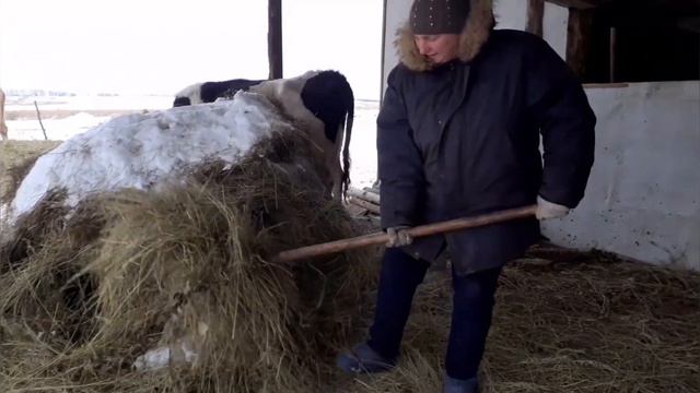 Мышка готовится к отелу. Провели свет в новый сарай. смотреть онлайн
