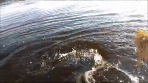 сом на квок . Ловля на урез с кракозяброй