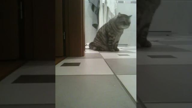 Усатый полосатый смотреть онлайн