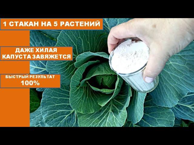 1 СТАКАН НА 5 КОЧАНОВ КАПУСТЫ!Даже хилая капуста быстро завязывается в Вилок! Органическая подкормка