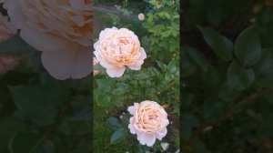 Очень пахучая роза Grossherzogin Luise, Грос Герцогин Луизе(первогодка)