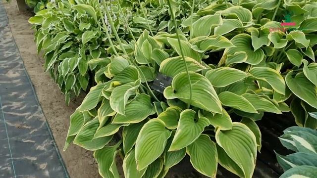 Hosta - Victory│Dutch-bulbs.com смотреть онлайн