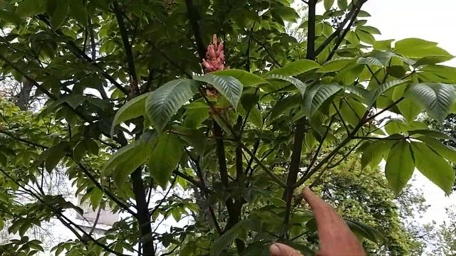 Каштаны конские в Бресте смотреть онлайн