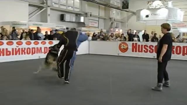 немецкая овчарка "Умир Хан" смотреть онлайн