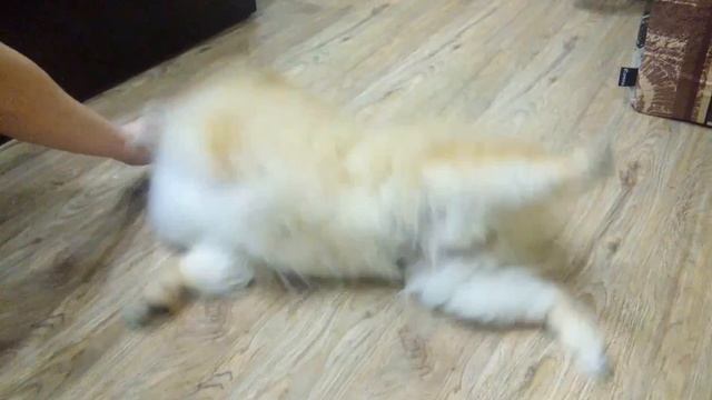 Шпиц Померанский Арчи Лик выучил команду кувырок!