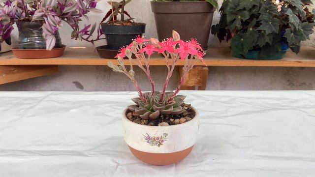 Graptopetalum Bellum. #hoymodela