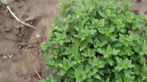 ЧУДОДЕЙСТВЕННАЯ ПОДКОРМКА ДЛЯ ХРИЗАНТЕМЫ. ОТКРЫВАЮ СВОЙ СЕКРЕТ. ТРИ ВИДА УДОБРЕНИЯ В ОДНОЙ ПОДКОРМК