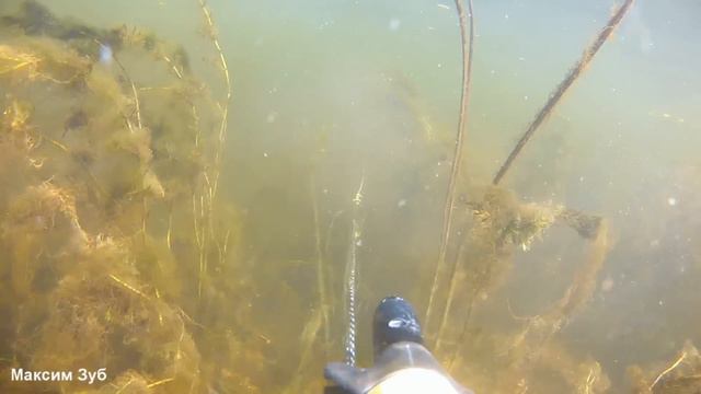 ЗА АМУРОМ ПО ЧИСТОЙ ВОДЕ.Подводная охота на трофейного амура на реке Днепр.Spearfishing смотреть онлайн