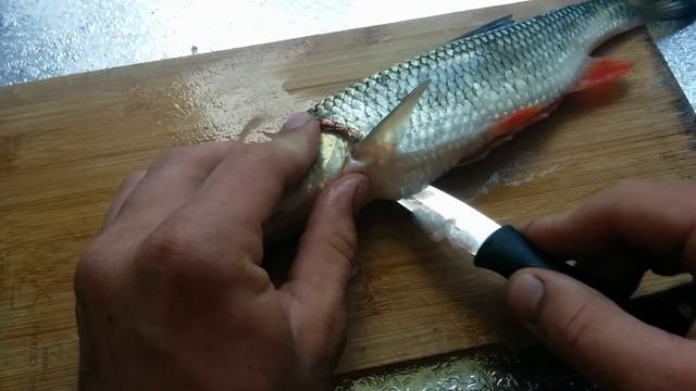 Органы рыбы #1. Голавль. Пленка отделающая внутриние органы от костей.