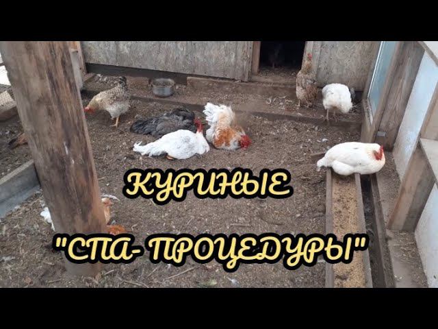сухо, тепло и курочкам хорошо..... смотреть онлайн