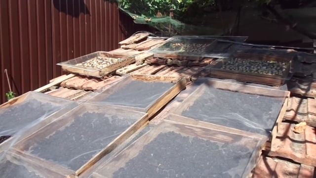 Чернослив своими руками - легко и просто. Сорт Изюм-эрик. смотреть онлайн