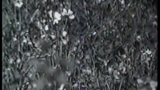 МАРИЯ КОДРЯНУ - "Цветы Любви"___Maria Codreanu - Love Flowers смотреть онлайн