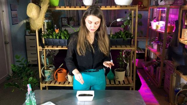 Как вырастить дельфиниум из семян. Посев дельфиниума из семян. Посадка дельфиниума на рассаду. смотреть онлайн