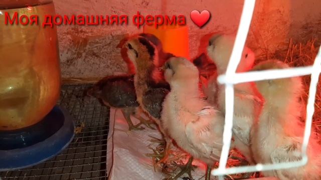 Цыплята Амераукана переехали в курятник? смотреть онлайн