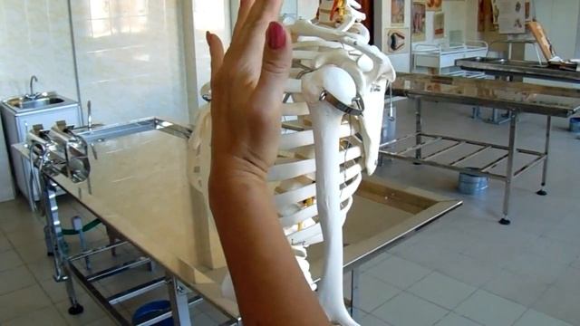 СТРОЕНИЕ РЕБЕР, ИХ КЛАССИФИКАЦИЯ. ГРУДИНА смотреть онлайн