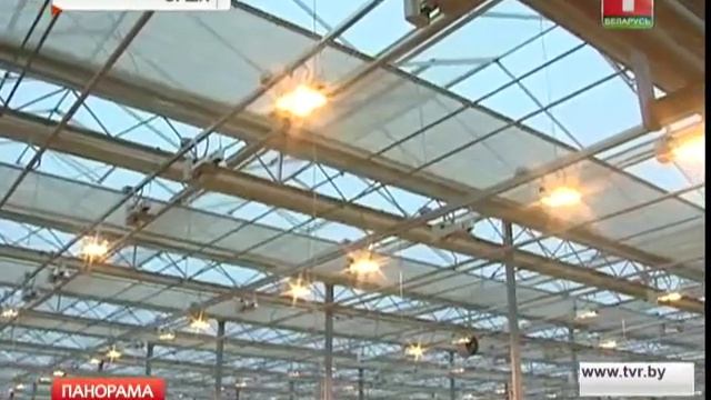 Цветы по уникальной голландской технологии в белорусских теплицах смотреть онлайн