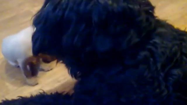 Xoloitzcuintle VS Black Russian Terrier.